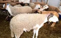 Morocco Faces Sheep Shortage and Price Surge Ahead of Eid Al Adha