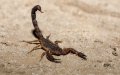 Morocco Faces Shortage of Anti-Venom and Rabies Vaccines Amid Heatwave Dangers