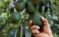 Morocco Faces Stiff Competition from Colombia in Avocado Export Market