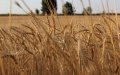 Morocco Faces Wheat Shortage as US Import Bid Fails to Attract Suppliers