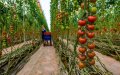 Morocco Falls Out of Top 15 Fruit and Vegetable Exporters to Russia