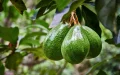 Morocco is a Ferrari": Spain admits defeat in the face of the power of the Moroccan avocado