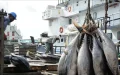 Morocco fishing crisis: stocks collapse, exports at risk