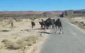 Morocco fluorescent camels prevent road accidents