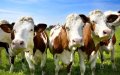 Morocco Halts European Cattle Imports Amid EHD Outbreak Concerns