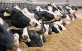 Morocco Halts Spanish Cattle Imports, Sparking Beef Price Surge Fears