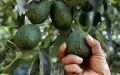 Morocco has six weeks to sell its avocados before Israel's massive arrival