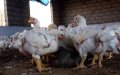 Morocco Heightens Border Controls as Avian Flu Spreads in Algeria