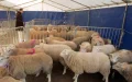 Morocco to Import 1 Million Sheep for Eid Al-Adha Amid Rising Prices
