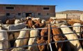 Morocco Imports 1,300 French Calves to Boost Red Meat Supply