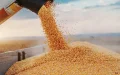 Morocco imports its wheat, but Israel is counting on it in an emergency