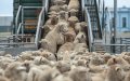 Morocco Imports Thousands of Sheep for Eid al-Adha as Drought Impacts Supply