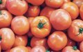 Morocco Imposes 30% Anti-Dumping Duty on Egyptian Tomato Imports