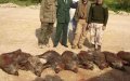 Morocco Intensifies Wild Boar Control Efforts to Protect Crops and Biodiversity