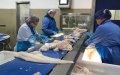 Morocco Investigates Major COVID-19 Outbreak at Safi Fish Factory