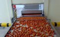 Morocco Invests $11 Million in New Fruit and Vegetable Packaging Facility in Dakhla