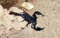 Morocco Launches Annual Campaign to Combat Deadly Scorpion Stings