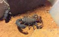 Morocco Launches Campaign to Combat Rising Scorpion and Snake Attacks as Summer Heat Intensifies