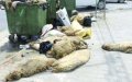 Morocco Launches "Clean Eid al-Adha" Campaign Focusing on Leather Industry and Environmental Protection