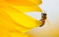 Morocco Launches Emergency Plan to Combat Bee Colony Collapse