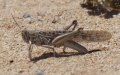 Morocco Launches Emergency Plan to Combat Potential Locust Threat