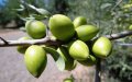 Morocco Launches Ambitious Argan Tree Reforestation Project to Boost Agriculture