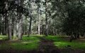 Morocco Launches Massive Reforestation Campaign in Northeast Provinces