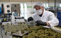Morocco Launches $4.5 Million Cannabis Processing Zone in Al Hoceima Province