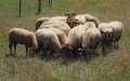 Morocco Launches Nationwide Livestock Vaccination Drive Against Major Animal Diseases