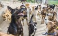 Morocco Launches Nationwide Stray Dog Sterilization Program