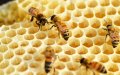 Morocco Launches Nationwide Survey to Investigate Bee Colony Collapse