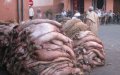 Morocco Launches Sheep Skin Collection Campaign in Six Cities, Aims for 70 Million Dirham Revenue