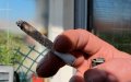 Morocco Leads Global Cannabis Production, Supplies 70% of European Market
