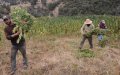 Morocco Legalizes Cannabis Cultivation in Three Northern Provinces