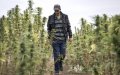 Morocco Legalizes Cannabis for Medical and Industrial Use, Establishes Regulatory Agency