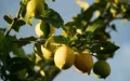 Morocco Lemon Exports Disrupt Spanish Market 2026