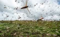 Morocco Locust Invasion Threatens Crops and Tourism After Drought Relief