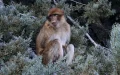 Morocco: The major scientific breakthrough that will save the Barbary macaque from extinction
