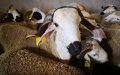 Morocco Mandates COVID-19 Tests for Eid Al-Adha Butchers Amid Safety Measures