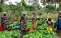 Morocco Offers 370,000 Tons of Discounted Fertilizer to Boost African Agriculture