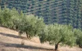 Morocco olive trees Nysius insect threat damage