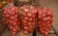 Morocco Onion Crisis: From Exporter to Importer in Months