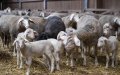 Morocco Opens Door to Australian Livestock Imports Ahead of Eid Al-Adha