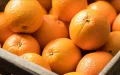 Morocco Orange Exports Boom in Germany Market