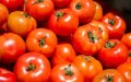 Morocco Overtakes Spain as UK's Second-Largest Tomato Supplier