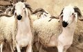 Morocco Prepares for Eid Al Adha: 4.5 Million Sheep and Goats Identified