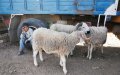 Morocco Prepares for Eid Al-Adha with Enhanced Safety Measures and Livestock Markets