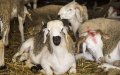 Morocco Prepares 8 Million Livestock for Eid Al Adha Sacrifice