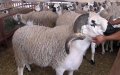 Morocco Prepares 4 Million Sheep and Goats for Eid al-Adha Sacrifice
