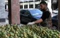 Morocco Prickly Pear Luxury Crisis: Prices Skyrocket